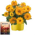 Afbeelding van Ms P12 Zinnia belize orange